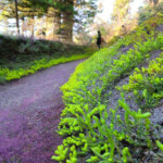 Green and purple path and plans....
