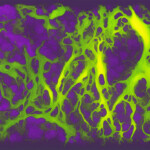 Green lines on purple background