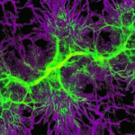 Green and purple...fractals...maybe?